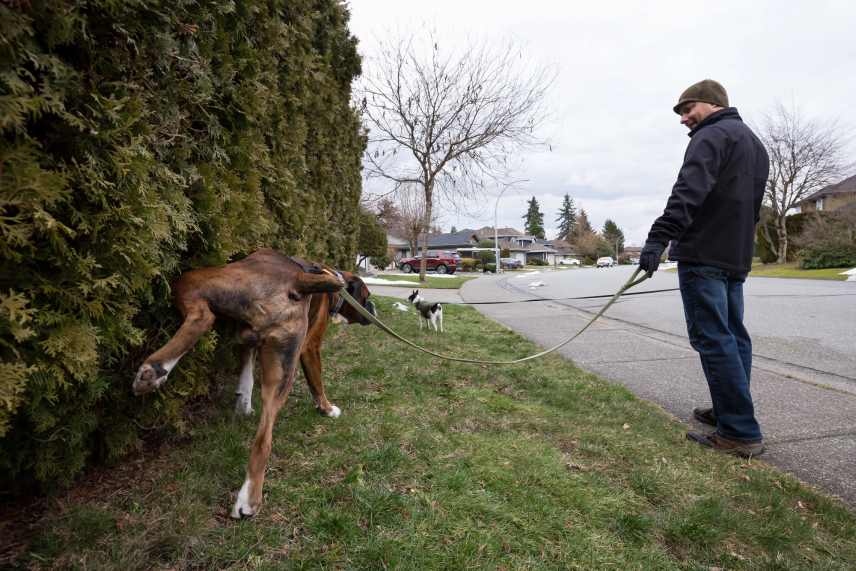 A large brown dog peeing on a hedge, while its owner waits patiently.