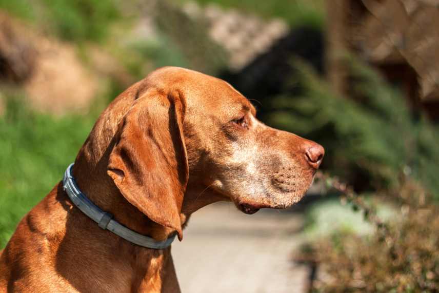 An Hungarian Pointer wearing a flea collar.