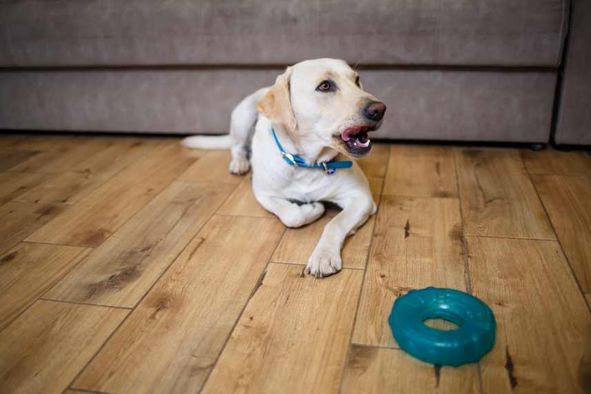 A Golden Labrador lying on a wooden floor in front of a grey colored couch with a blue chew ring in the foreground.