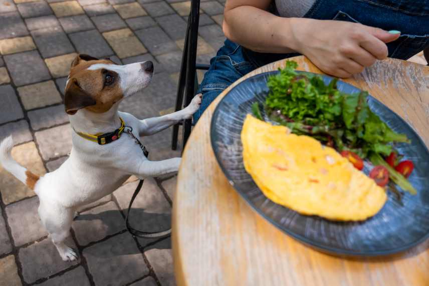 A young Jack Russell begging for food. On the table is an egg omelet with a fresh green salad.