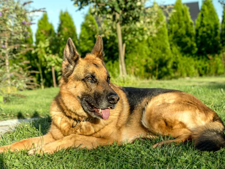 German shepherd lying down in the grass.