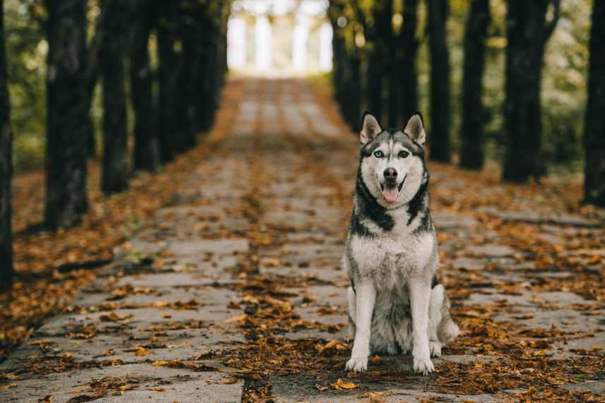 A husky dog sitting on fallen autumn foliage in among the trees.