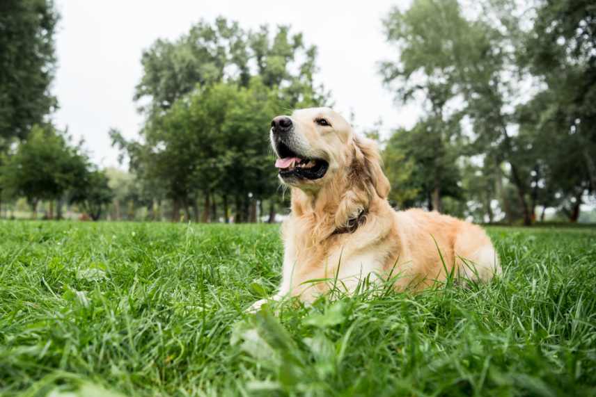 A golden retriever sitting patiently on a grass lawn.