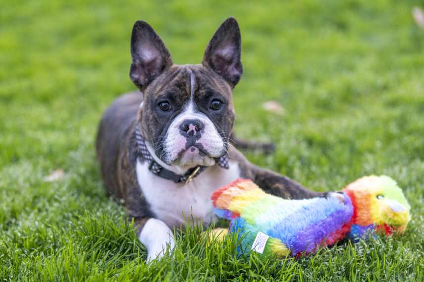 A mixed breed bully lying on the grass with his favorite toy.