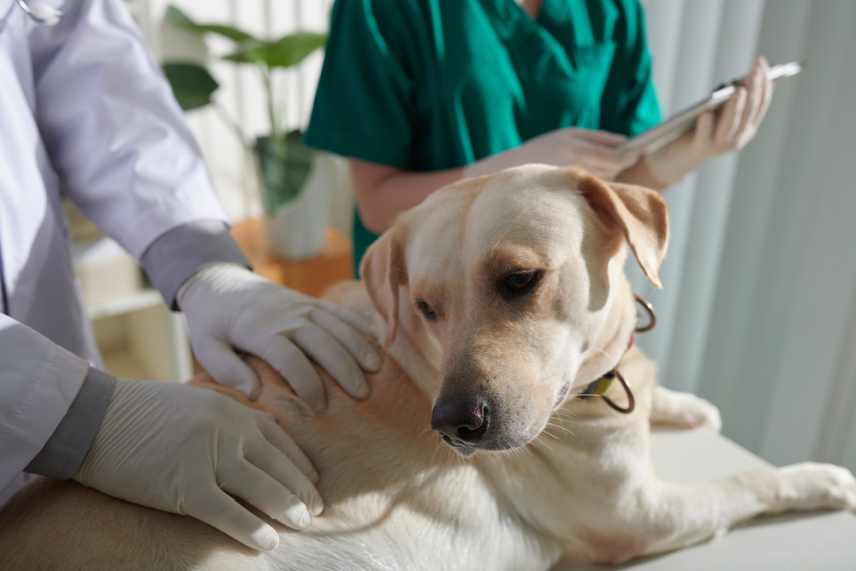 A veterinarian examining Labrador dog that has irritable bowel syndrome