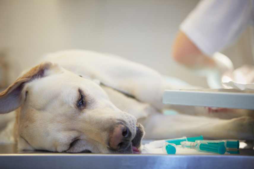 A white Labrador lying on a vets table being examined by a vet.