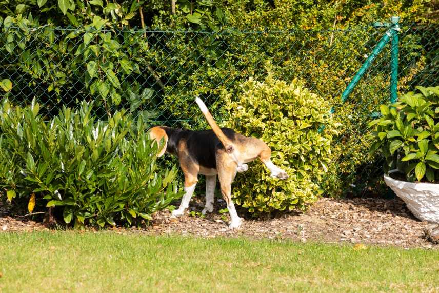 An adult Beagle peeing on a bush in a garden.