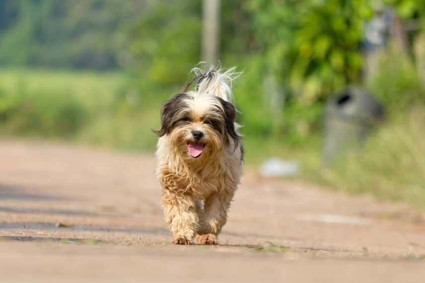 Teaching a dog their name so that they come on command.