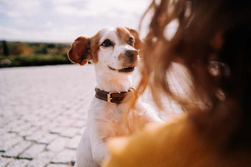 A close up of a Jack Russell and the back of it's owners head.