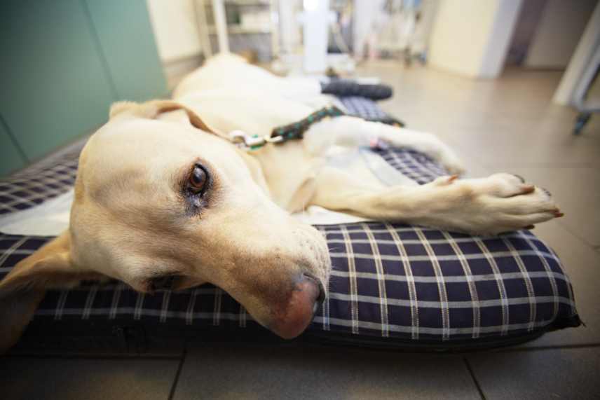 A dog with a urinary infection lying on a dog bed.