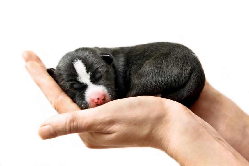 A new born Basenji puppy being held up against a white background.