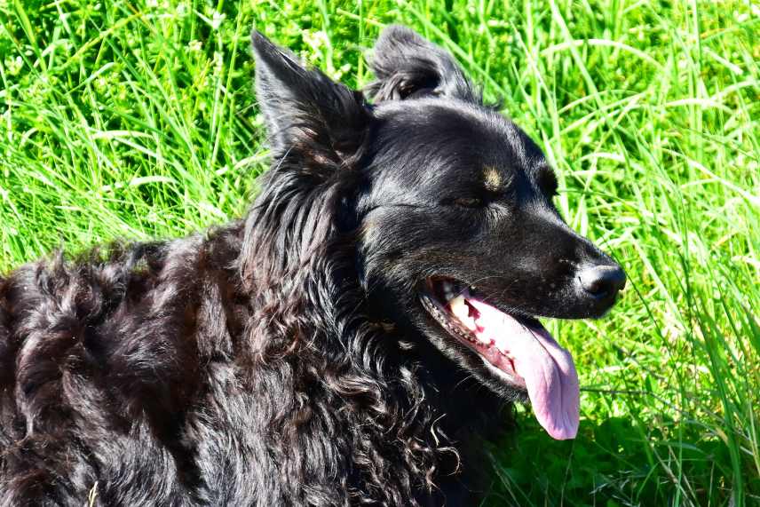 Black sheep herding dog, eyes closed and tongue hanging. Green grass background.