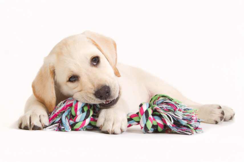 Labrador Retriever puppy biting in a coloured toy.