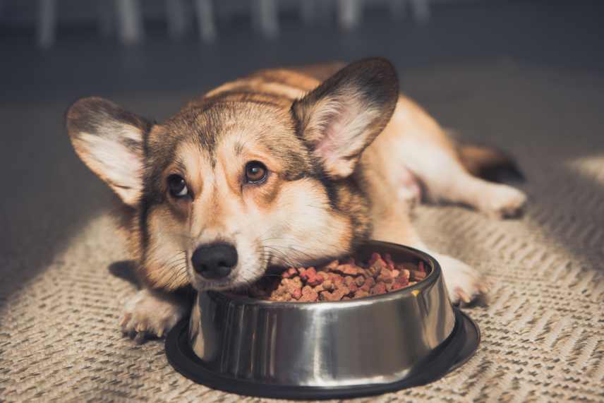 Pembroke Welsh Corgi lying on bowl looking unhappy.