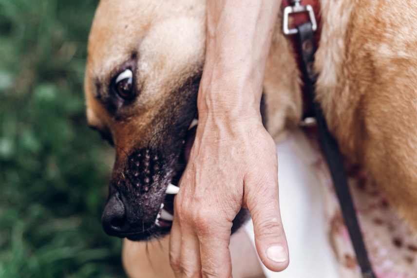 Close up of a dig biting the hand of its owner.