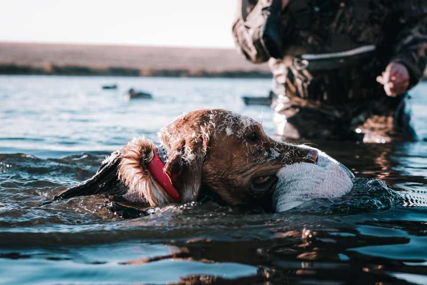 A duck hunter and his dog who has retrieved a duck.