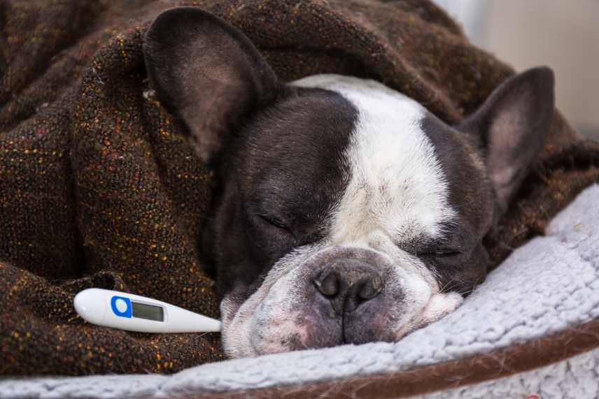 A French Bulldog wrapped up in a blanket with a terminator in its mouth.