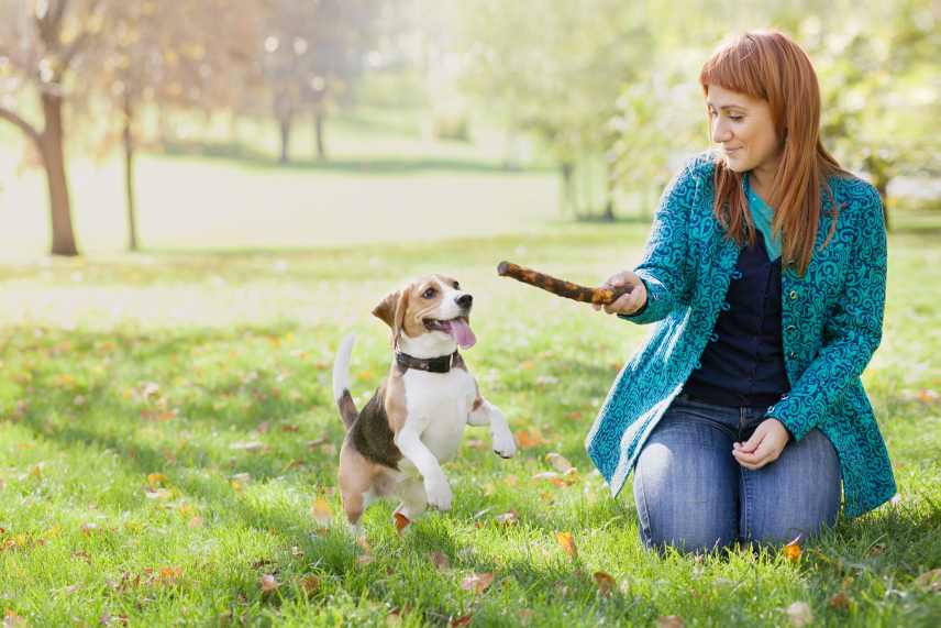 A woman kneeling in a park, training her Jack Russel to fetch a stick.