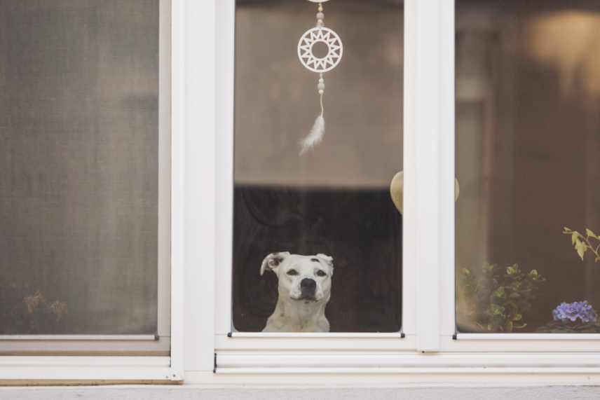 A white puppy of unknown breed looking anxiously out a window.