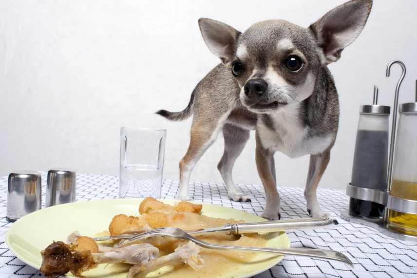 Chihuahua standing on a dinner table beside a plate with part of a leftover meal