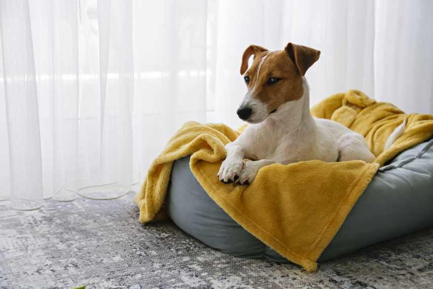 A Jack Russell puppy sitting up in it's bed.