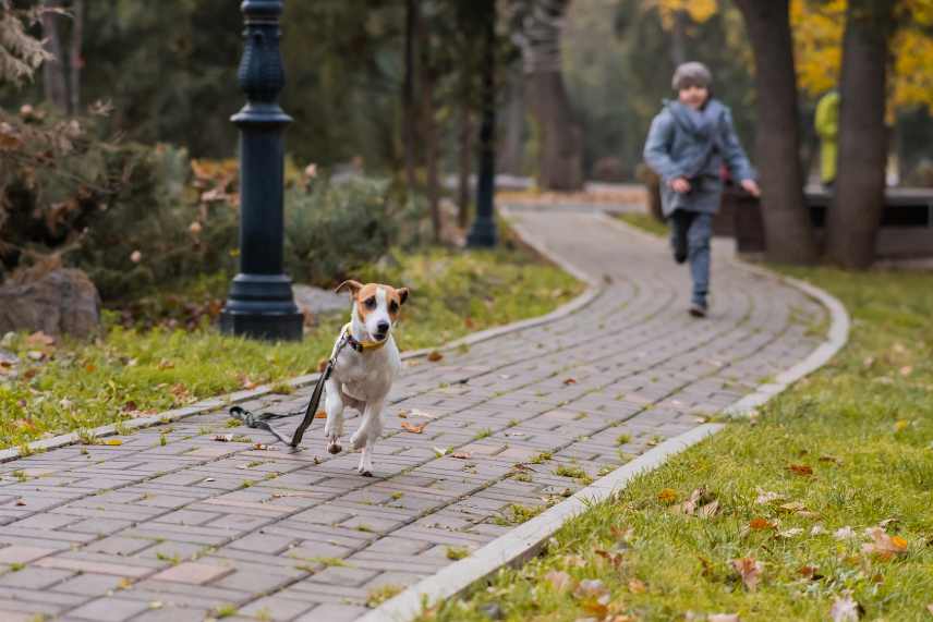 Young boy chasing after his Jack Russell Terrier, who is running away from him.