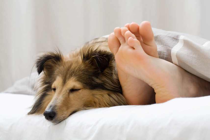 A Shetland Sheepdog, also known as the Sheltie, sleeping at it's owners feet.