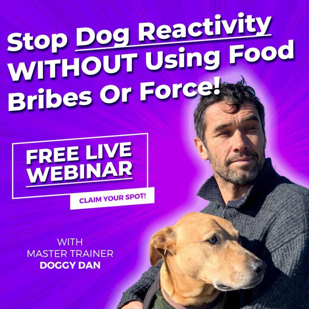 Advert for Dog Reactivity webinar with master dog trainer Doggy Dan.