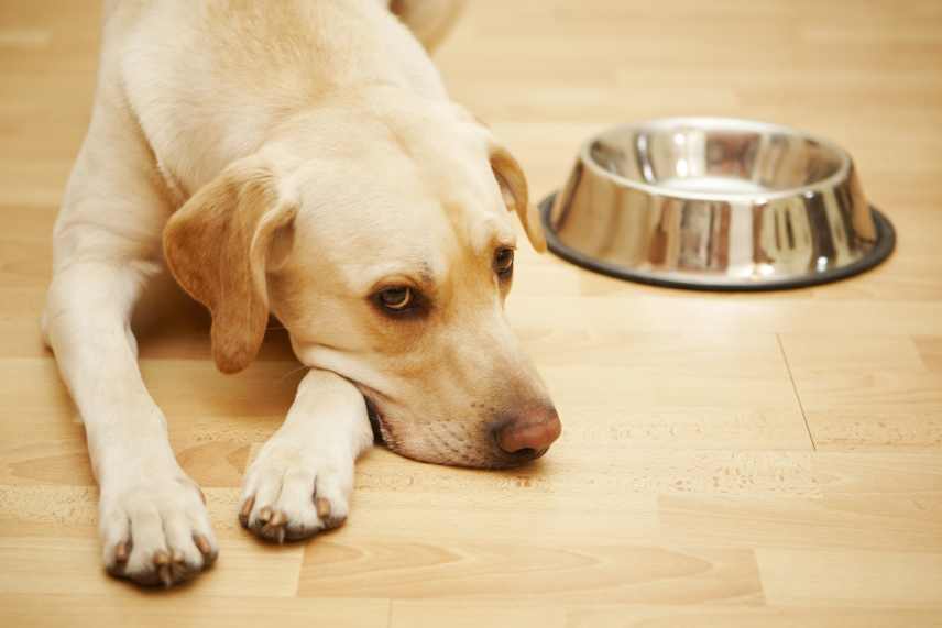 A Golden Labrador, looking rather sad, lying beside an empty dog food bowl.