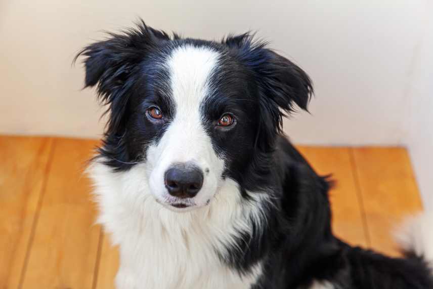 Portrait of a young Border Collie looking at the camera. A wooden floor and white wall form the background.