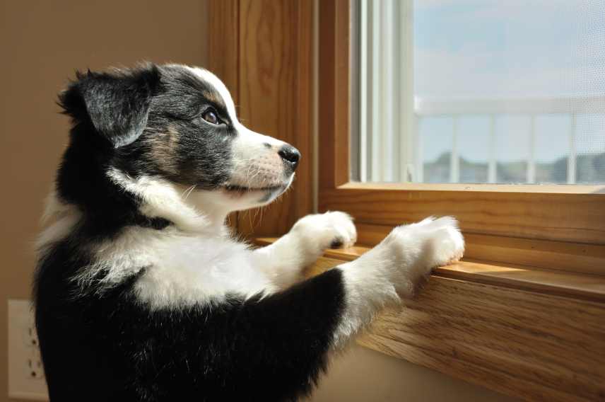 An Australian Shepherd Puppy looking out a window, waiting for its owner to return.