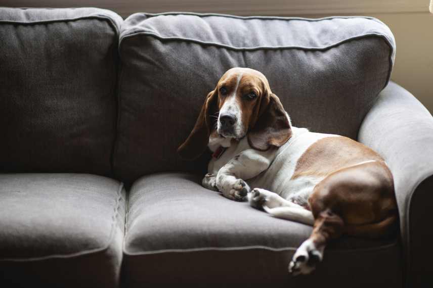 A Basset hound has made himself at home on the couch.