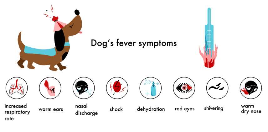 Info graphic of dogs fever symptoms.