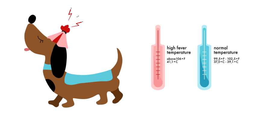 An info graphic of dog fever symptoms,