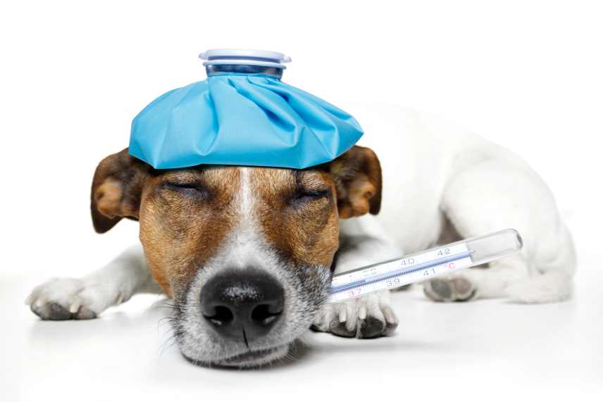 A sick dog with an ice pack on its head and a thermometer in its mouth.